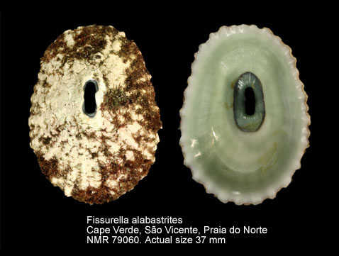Fissurella alabastrites (2).jpg - Fissurella alabastrites Reeve,1849